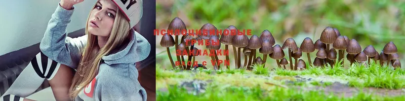 купить наркотики сайты  Цоци-Юрт  Галлюциногенные грибы MAGIC MUSHROOMS 